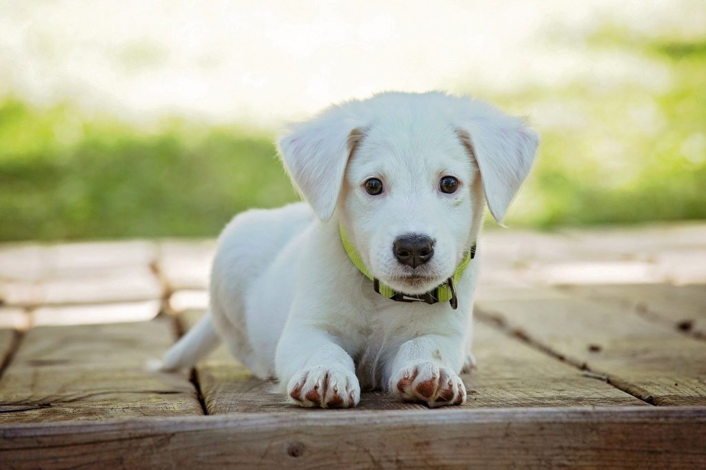 Puppy Dog Pet Animal Cute White
